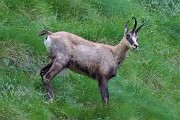 89 Il verso di un camoscio attira la mia attenzione e via con lo zoom